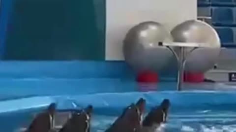 4 dolphins paired swimming