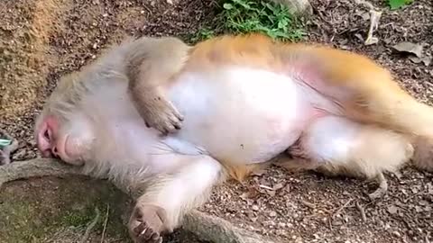 Lovely and Funny Monkey 💚 - Videos Compilation |Life Anything|