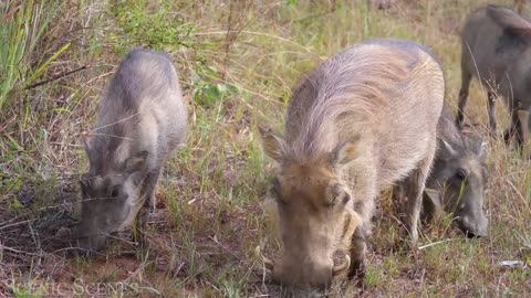 African Safari 4K - Amazing Wildlife of African Savanna