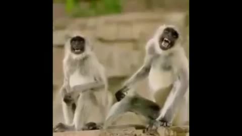 Funny Animals Video