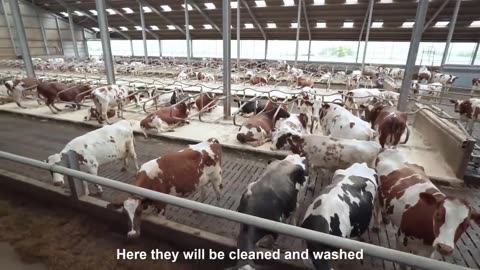 Modern Cow Dairy Farming - Cow Milking Technology Machine - Smart Dairy Farm