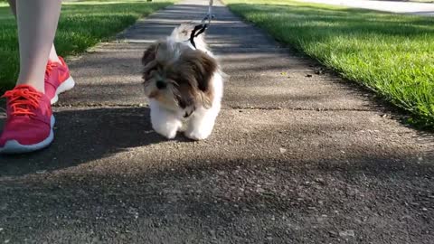 SHIH TZU PUPPY FIRST TIME GOING OUTSIDE!!