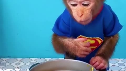 The monkey can fry eggs#monkey#egg#fryegg#cutemonkey