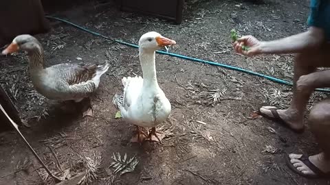 Ezra our Gander eating some broccoli 1st October 2021