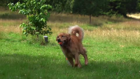 Golden retriver