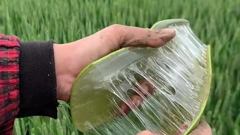 'Aloe Vera plant! a Natural Wonder of Healing '