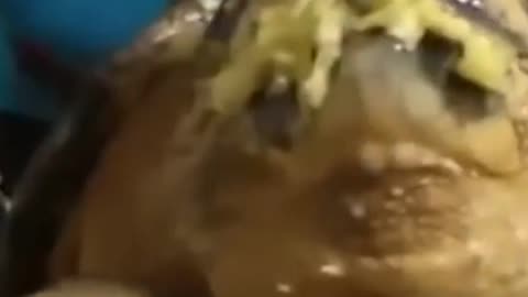 The snapping power of turtles!!