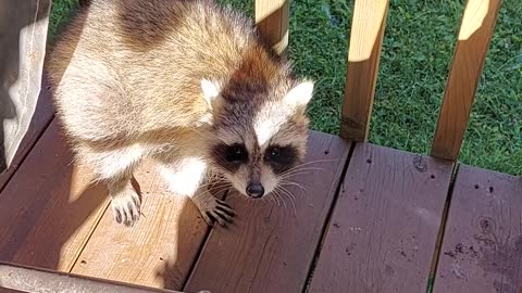 Raccoon made his home in my chair's cushion