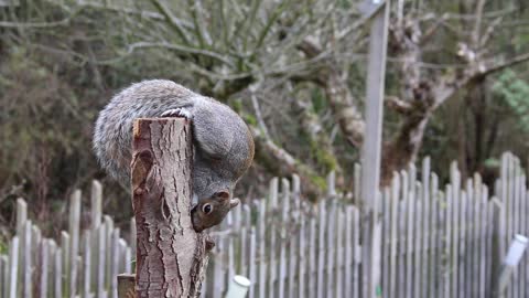 Gray Squirrel eating on tree