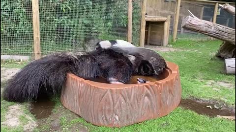 Animal Of The Week- Basil The Giant Anteater