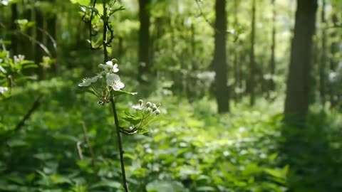 Nature sounds Meditation forest sounds of birds singing relaxation