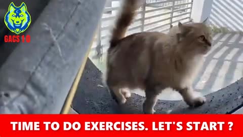 😻😻 Cute kitten doing That Exercise. 😹😹