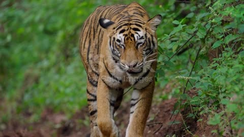 Royal Bengal Tiger Leopard in the jungle 🐯