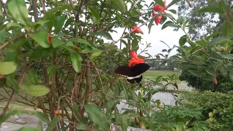 beautiful butterfly video