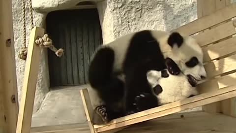 Cute pandas playing on the slide