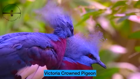 Most Colorful Birds In The World In Stunning Nature Birds Sounds Learn Names Of Birds