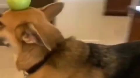 Funny Cats and Dogs