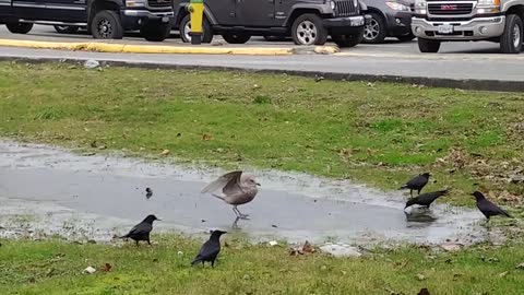 BIRDS ON ICE