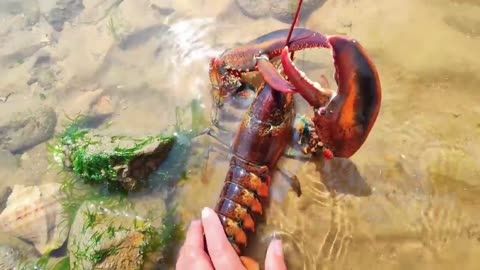 At low tide, lobsters line the beach. Pearls in blue shellfish.