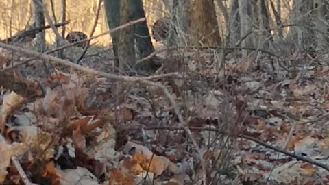 Long Beards Strutting Two Weeks Before Season