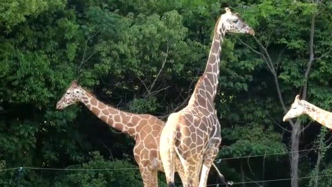 Three Concise Facts About Giraffes