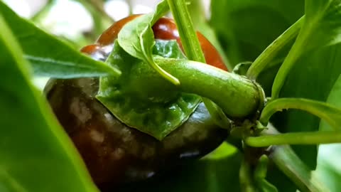 Poblano Indoor PEPPERS #indoorplants