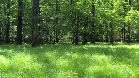 Forest and quietness