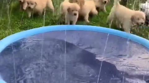 Puppies Play with Sprinkler Pool!