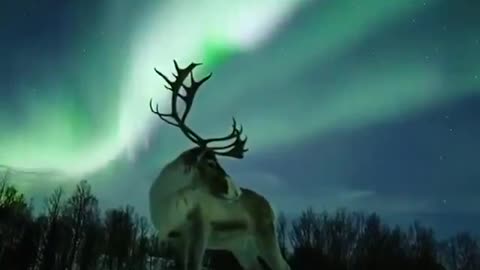 reindeer -JESUS -posing under an aurora