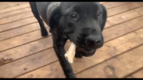 Mastiff Puppies Eating Raw Quail