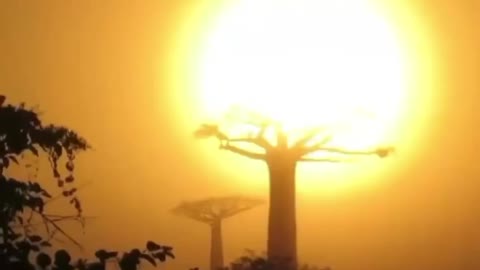 Baobab Alley, Madagascar