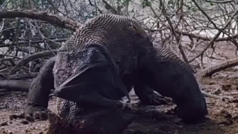 Komodo dragons eat birds perched on trees