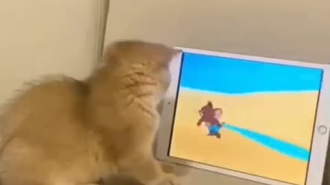 Cat video🤣🤣funny 🤣🤣 entertainment //sanatansss\\sa73na77 //DML