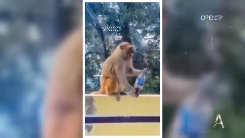 Monkey funniest moment