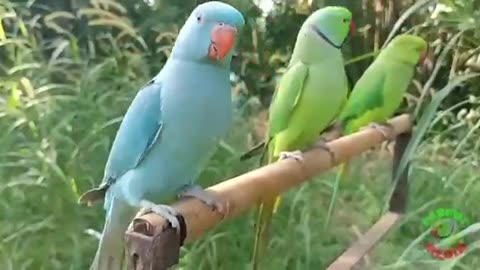 green parrot