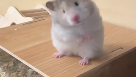 Hamster tilted head