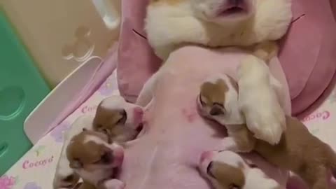 bitch nursing 10 puppies at the same time