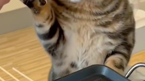 Cat eating fish funny video