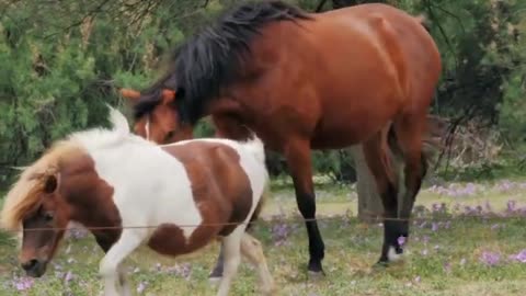 Horsing Around. Cute as a bunny fart!