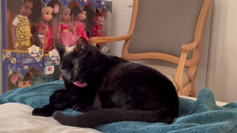 Adopting a Cat from a Shelter Vlog - Cute Precious Piper Demonstrates Her Beauty Routine