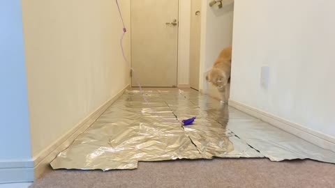 Aluminum Foil Challenge By Cats!! | Charmmy Meow