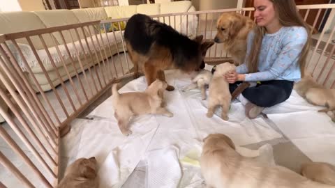 German Shepherd Meets Puppies for The First Time