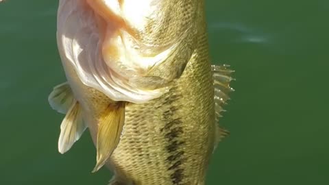 DEEGANIZED Bass Fishing