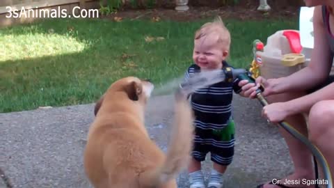 Babies laughing hysterically at the compilation of dogs