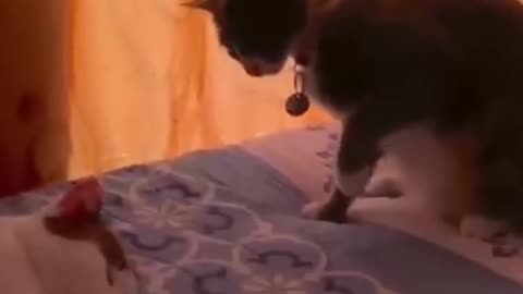 Funny Animals video