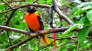 Oriole