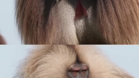 #gelada #smiles #smile #animalfacts #animalogic #pearlywhites