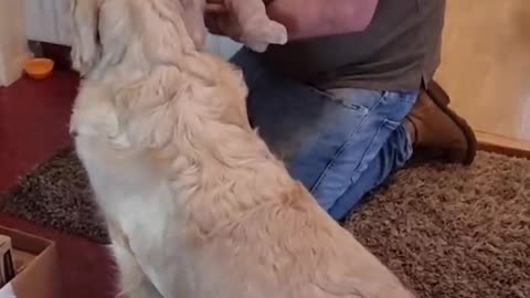 Family Introducing Baby to Pet Dog for the First Time