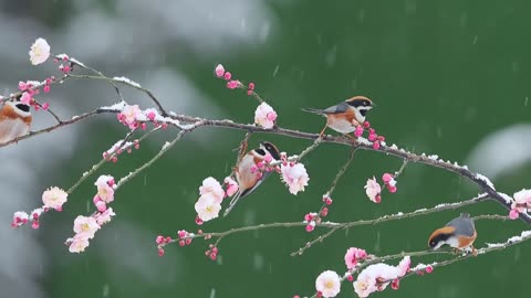 Birds in Winter.