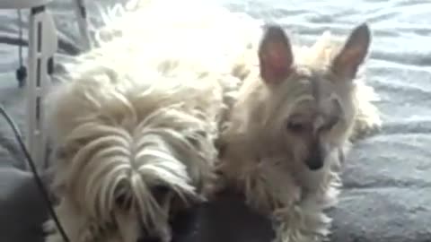 Husky sing along with little girl harmonica solo